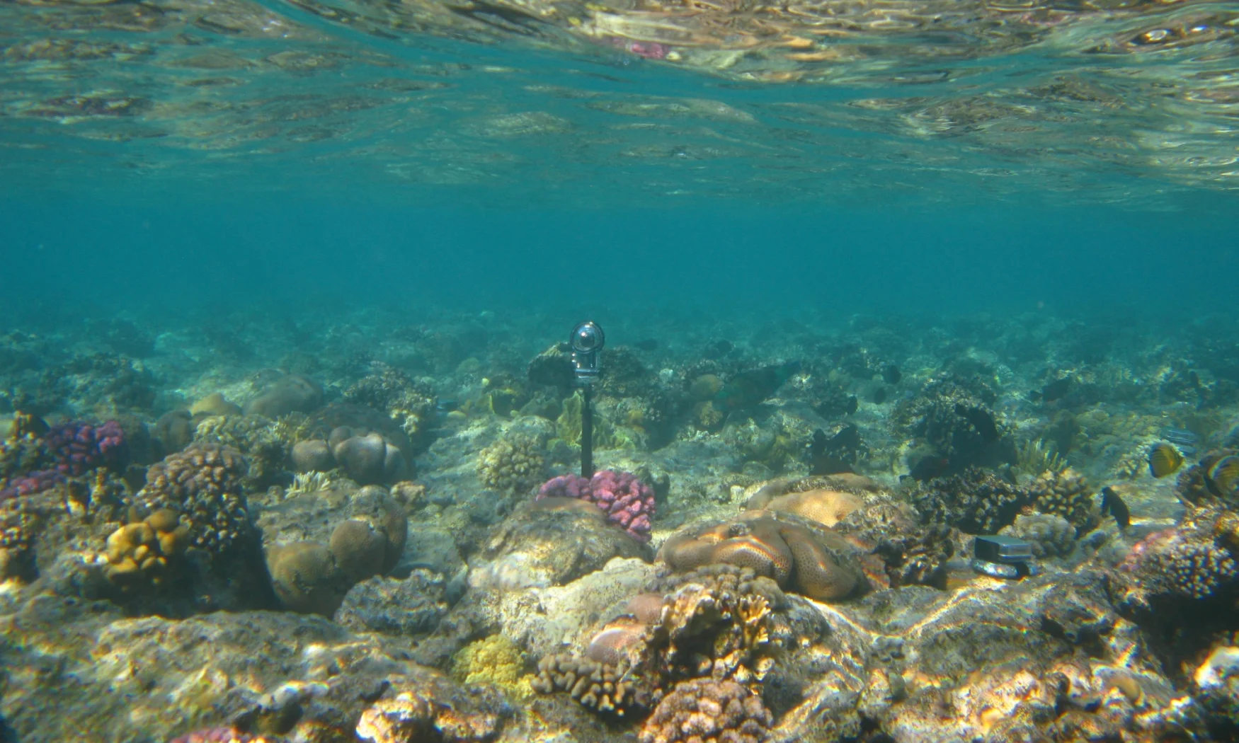 Underwater view of a coral reef with a hydrophone (underwater microphone) protruding upwards. Daylight.