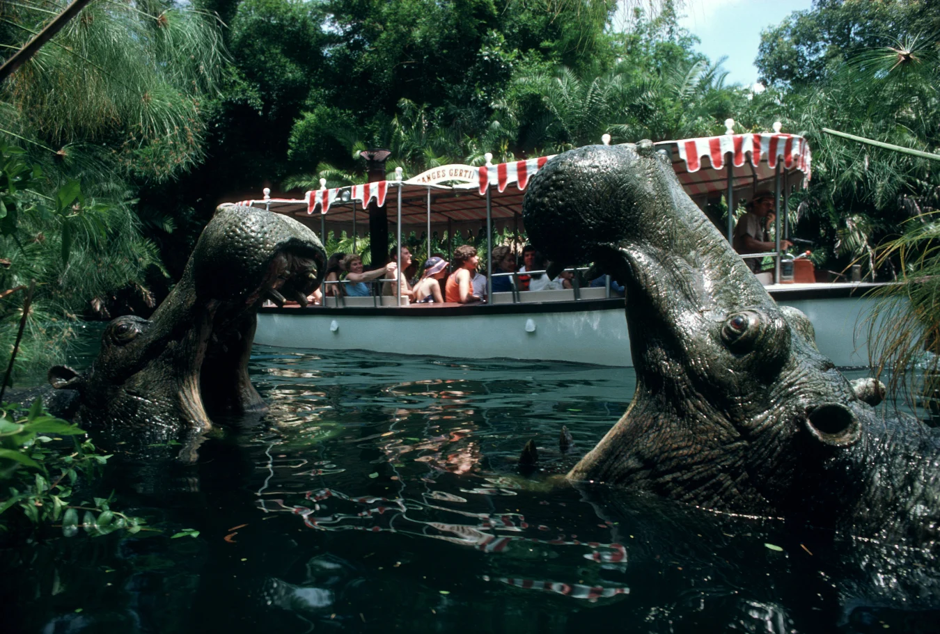 Hippos in the river at Jungle Cruise