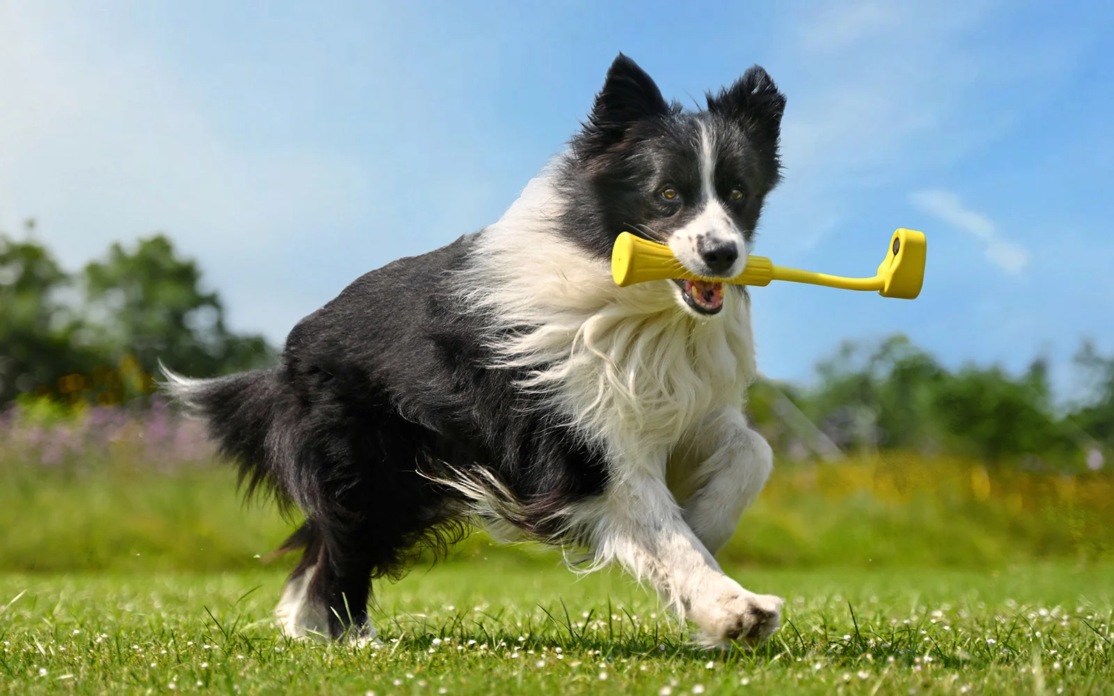 Un perro muerde un Fetch Stick con una cámara de acción Insta360 Go 3 montada en el extremo.