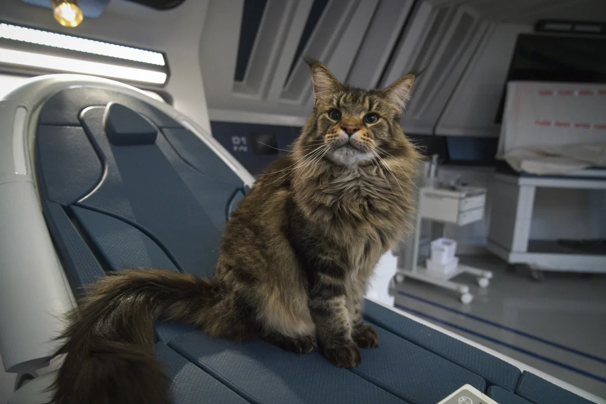Pictured: Grudge the cat of the Paramount+ original series STAR TREK: DISCOVERY. Photo Cr: Michael Gibson/Paramount+ (C) 2021 CBS Interactive. All Rights Reserved.
