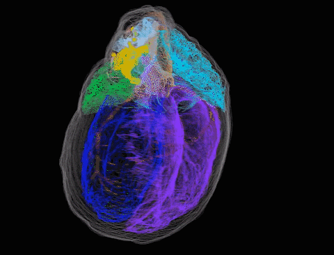 3D model of a heart's neurons