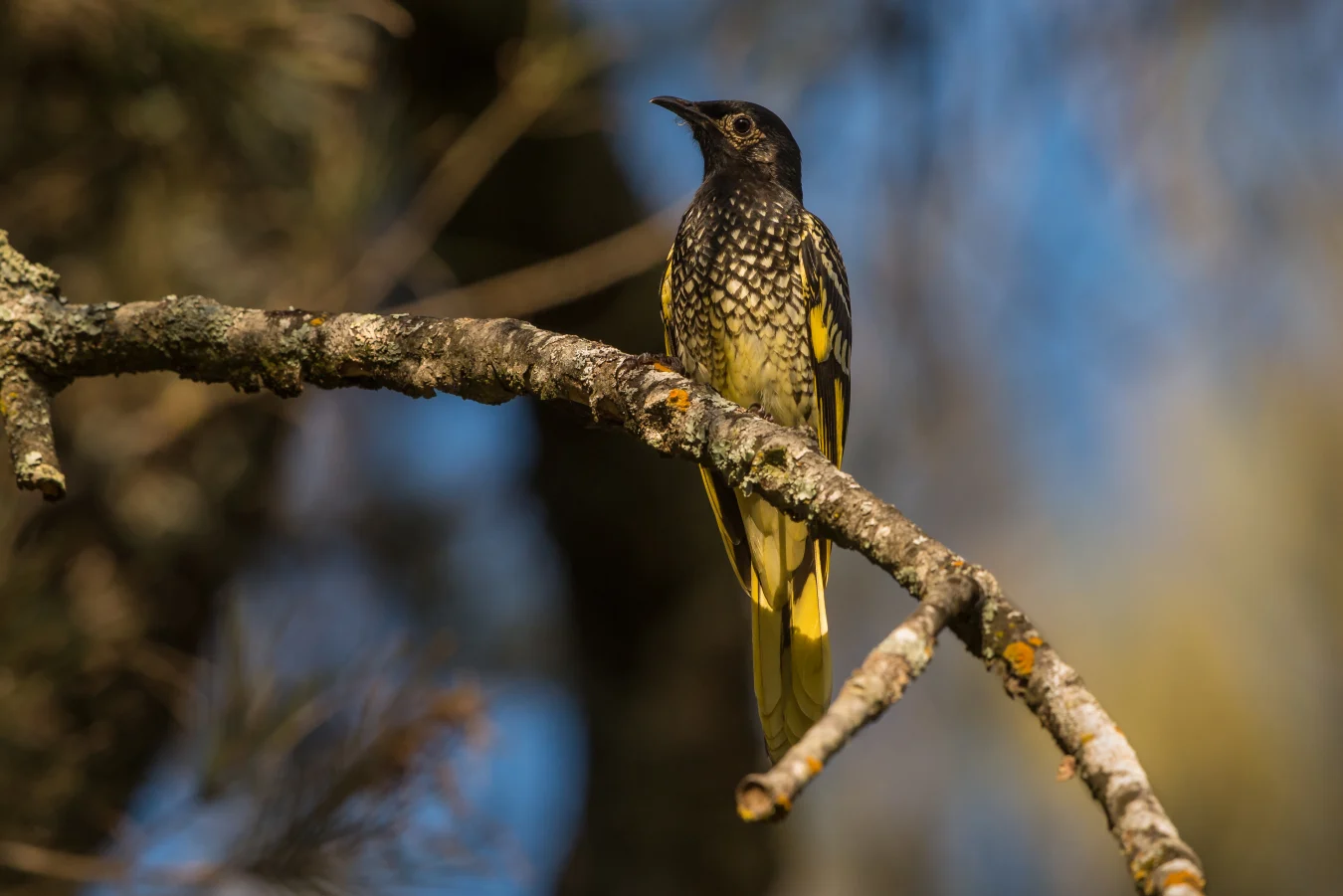 The Regent Honeyeater is one of Australia's numerous critically endangered animals and our version of the Passenger Pigeon. They were once found in vast flocks but have dwindled to around 100 birds (or fewer).