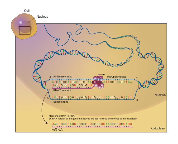 https://www.genome.gov/genetics-glossary/messenger-rna