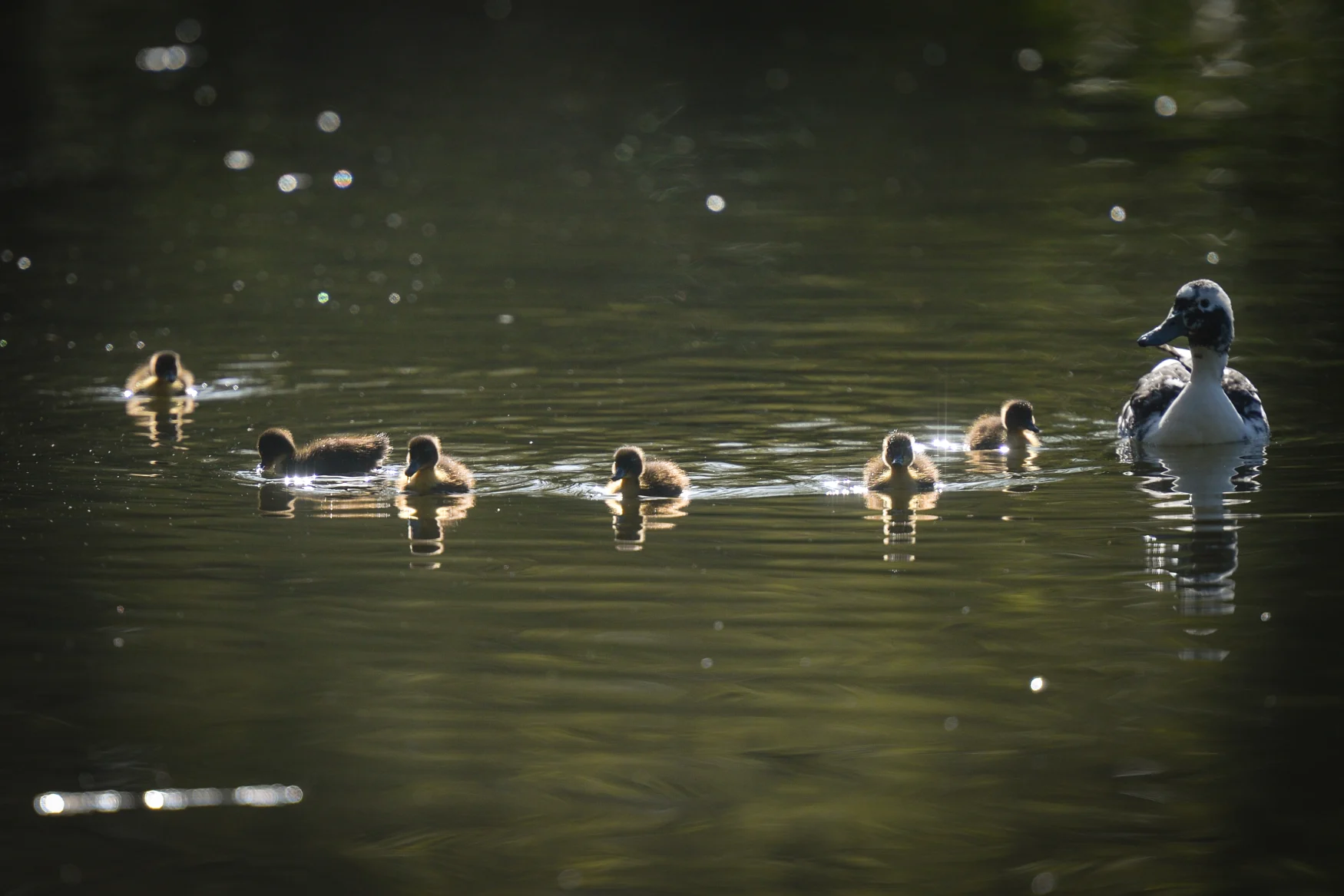 Mallard ducklings with their mother take a swim on the pond in St. Stephen's Green, in Dublin, during the COVID-19 lockdown. 
On Tuesday, 13 April 2021, in Dublin, Ireland. (Photo by Artur Widak/NurPhoto via Getty Images)