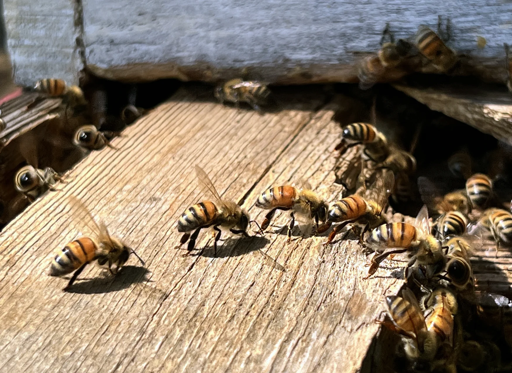 ASHTON, MD- AUGUST 26: Bees at the entrance to their hive on a farm in Ashton, Maryland on August 26, 2022. Many are flapping their wings frantically in an action known as fanning. very hot days.  Members of the colony work in unison to keep the temperature in the nest as close to 95 degrees as possible.  The bees are being raised by Brenda Kiessling using a method known as 