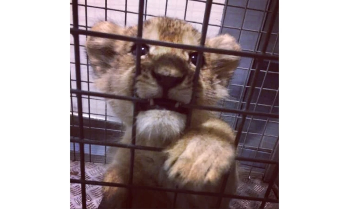 Lion cub found in Lamborghini by Paris police - Autoblog