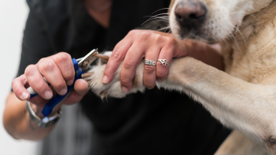 How often should your trim your dogs nails? A vet weighs in