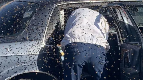 <h6><u>Buick Century attracts 15,000 bees searching for new hive</u></h6>