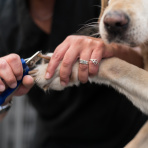 How often should your trim your dogs nails? A vet weighs in