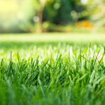 Is it fried grass or lawn disease? Here's how to tell the difference